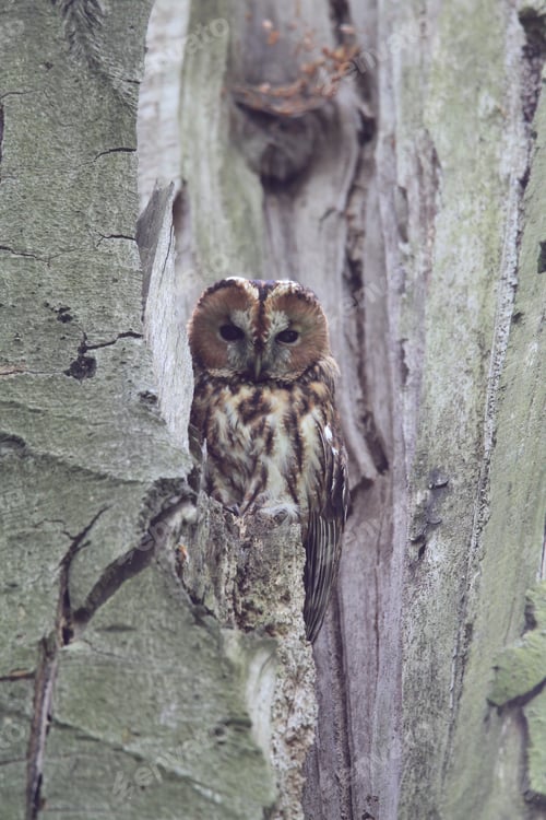 Preview: Tawny Owl Or Brown Owl (Strix Aluco) In A Hollow Tree Stump Germany