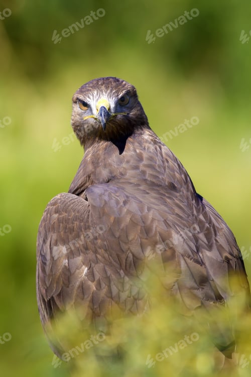 Preview: Bird Of Prey. Green Nature Background. Bird: Long Legged Buzzard. Buteo Rufinus.