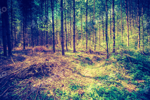 Preview: Vintage Photo Of Beautiful Green Springtime Forest Landscape. European Natural Forest With Fresh