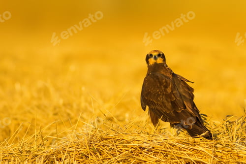 Preview: Bird Of Prey. Hawk. Yellow Nature Bacground. Bird: Western Marsh Harrier.