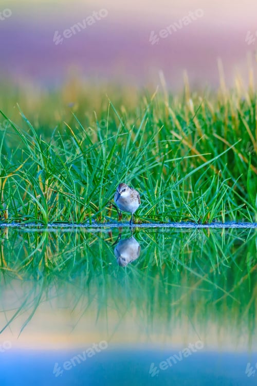 Preview: Cute Water Birds And Nature. Landscape Nature And Birds. Green Nature Background. Common Bird