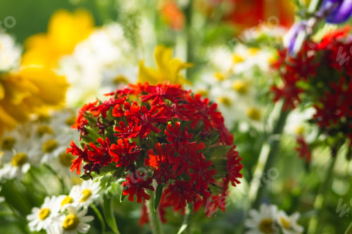 Preview: A Bouquet Of Bright Spring Flowers Of Various Types