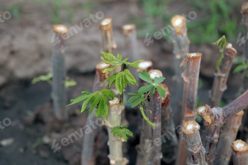 Preview: Nature Food Close Up - Photography Of Bright Green Manioc Leafs And Brown Tuberous Etable Roots