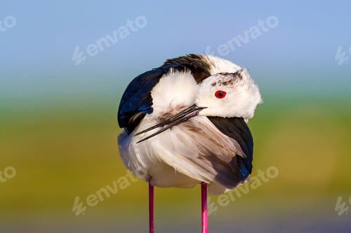 Preview: Common Water Bird. Black Winged Stilt. Himantopus Himantopus. Green Blue Nature Background.