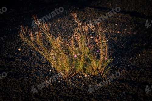 Preview: Bush With Pink Flowers On Dark Sand