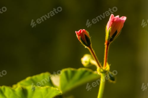 Preview: Pink And White Pelargonium Geranium Flowers, Close Up