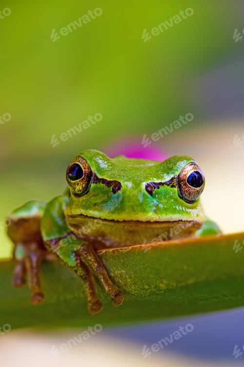 Preview: Cute Tree Frog. Green Nature Background.
