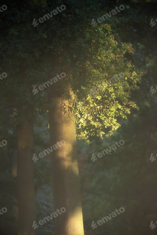 Preview: Tree In Forest In Morning Sunlight.