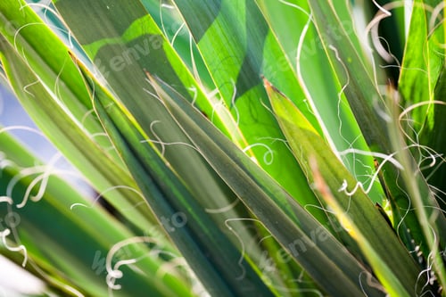 Preview: Yucca Filamentosa, Details On The Leaves In Botanical Garden In Balchik, Bulgaria