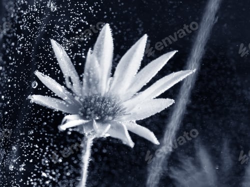 Preview: Abstract Underwater Composition With Dried Flower, Bubbles And Light