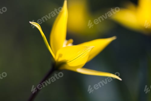 Preview: Yellow Wild Tulip (Bieberstein Tulip) In Its Natural Habitat
