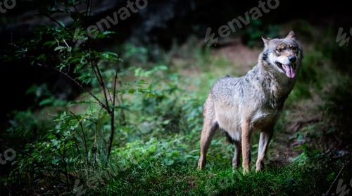 Preview: Gray (Or Grey) Wolves (Canis Lupus) In The Bayerischer Wald National Park In Bavaria, Germany