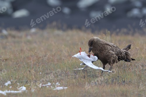 Preview: Great Skua Feeding On Dead Arctic Tern Iceland