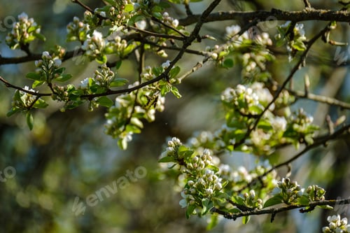Preview: Wet Spring Tree Leaves On Neutral Green Blur Background. Garden Scene