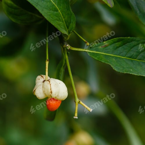 Preview: Euonymus Europaeus Albus (Spindle) - Fruits On A Branch
