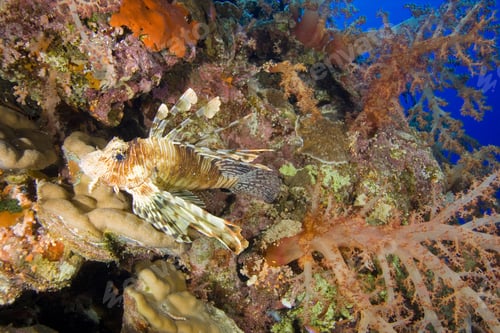 Preview: Lionfish And Red Soft Corals