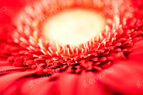 Preview: Gerbera Jamesonii - Red Beautiful Flower With Macro Details