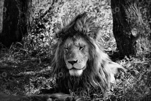 Preview: Lion In The Serengeti National Park, Tanzania