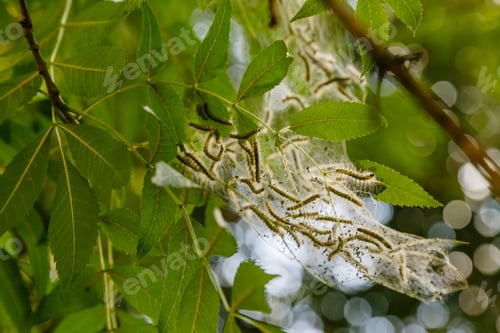 Preview: The Leaves Of The Plants Damaged By The Caterpillar Pest. Insects Pests In The Garden.