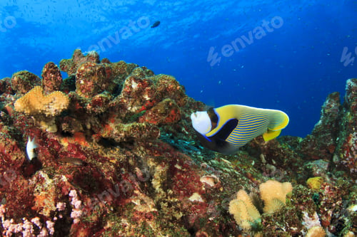 Preview: Emperor Angelfish