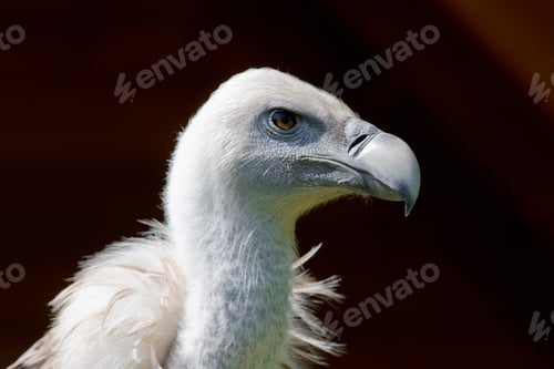 Preview: European Griffon Vulture (Gyps Fulvus Fulvus)