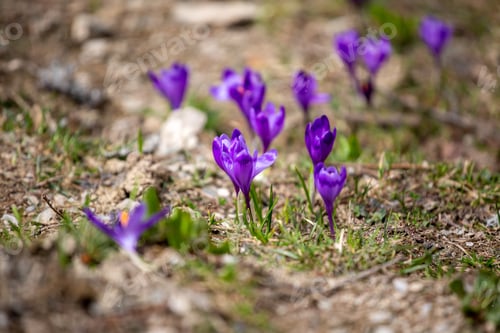 Preview: Crocus Heuffelianus, Beautiful Flowers In The Mountains