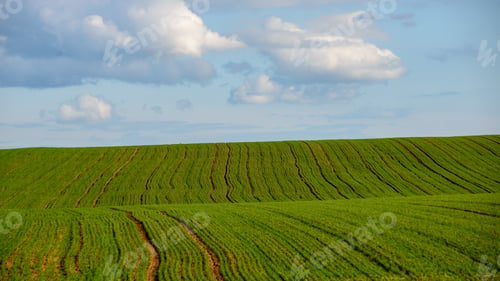Preview: Green Cultivated Fields In Countryside With Straight Lines. Agriculture Under Clear Sky
