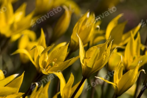 Preview: Bieberstein Tulip