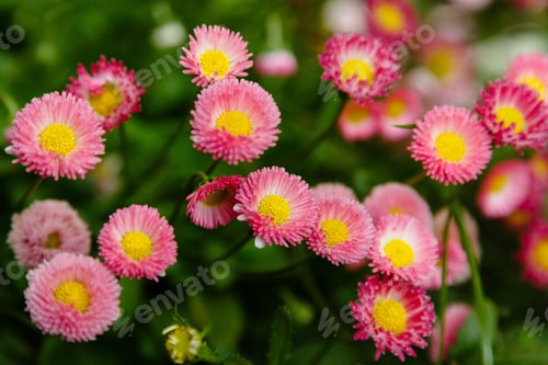 Preview: Red Daisy Flower In Garden