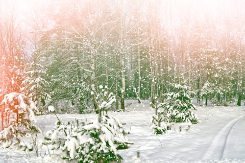 Preview: Forest In The Frost. Winter Landscape. Snow Covered Trees.