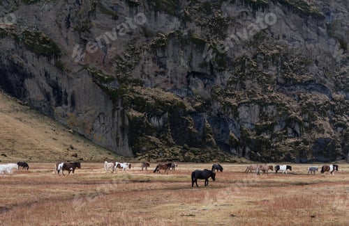 Preview: Icelandic Horses At The Valley Behind Kalta Volcano Mountain Covered On Snow In Spring Time