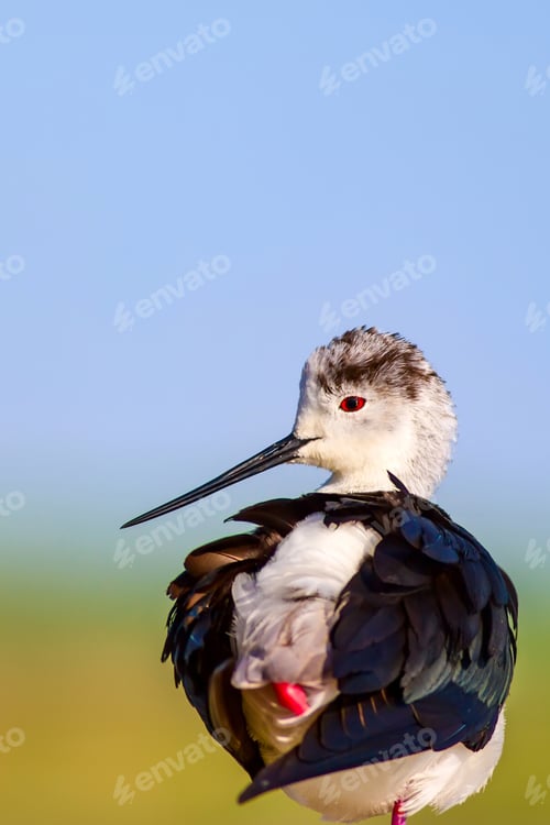 Preview: Common Water Bird. Black Winged Stilt. Himantopus Himantopus. Green Blue Nature Background.