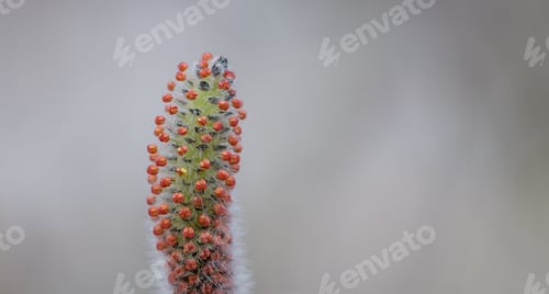 Preview: Catkin On A Tree