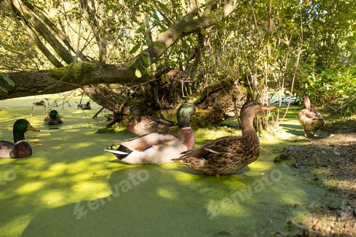 Preview: Ducks In Pond Weed Scene