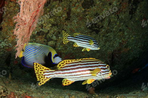 Preview: Coral Reef And Fish In Ocean
