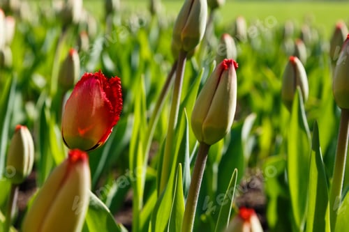 Preview: The Buds Of A Red Tulips