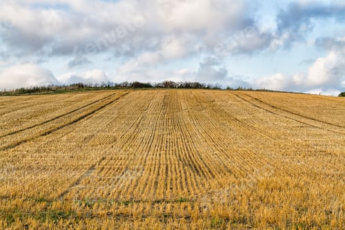 Preview: Rural Field After Being Harvested, Cotswolds, England, Uk
