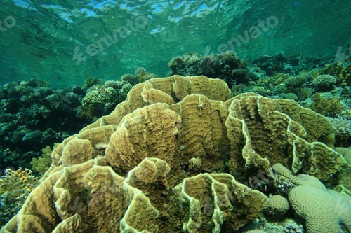 Preview: Shallow Coral Reef With Plate Fire Corals