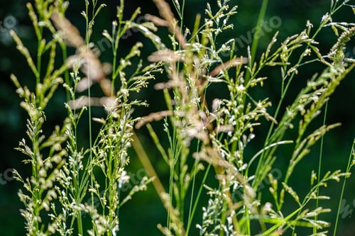 Preview: Green Grass In Meadow Pasture With Blur Effect. Macro Nature Textured Abstract Background