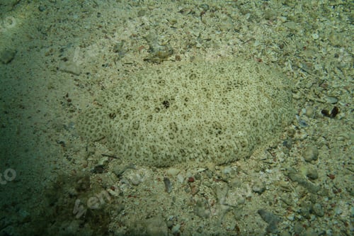Preview: Moses Sole (Pardarchirus Marmoratus)