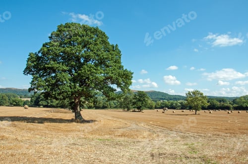 Preview: Summertime Field In The County Of Worcestershire, United Kingdom.