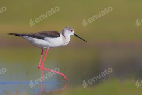 Preview: Walking Bird. Black Winged Stilt. Green Background.