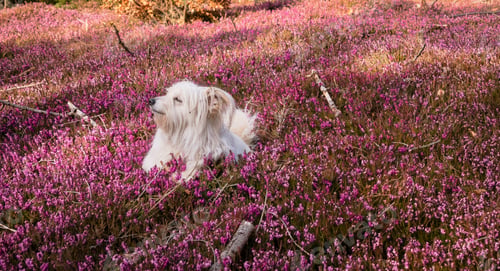 Preview: White Dog Playing In The Spring Flowers