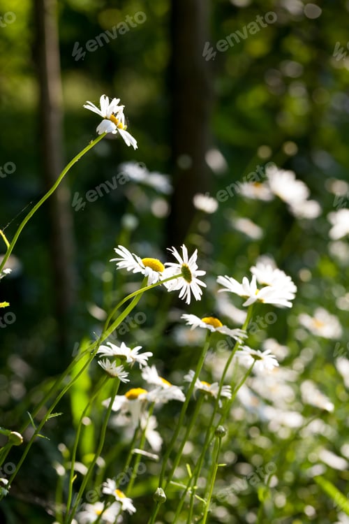 Preview: Beautiful Daisies With Natural Background