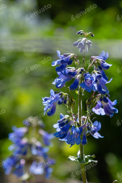 Preview: Penstemon ‘Heavenly Blue’ Perennial Garden Plant