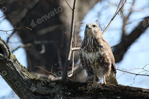 Preview: Common Buzzard (Buteo Buteo) With Prey Mouse