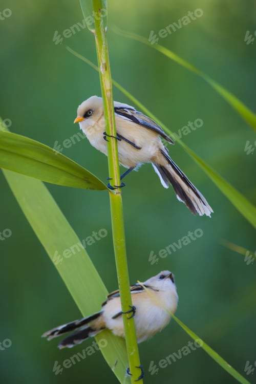 Preview: Cute Bird. Green Nature Background. Bearded Reedling / Panurus Biarmicus