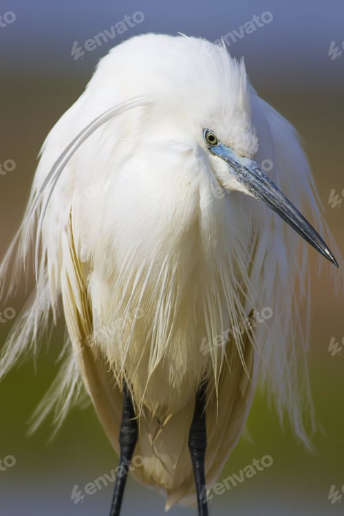 Preview: Beautiful White Heron. Colorful Nature Background. Heron Bird: Little Egret. Egretta Garzetta.