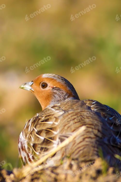 Preview: Partridges. Colorful Nature Background. Bird: Grey Partridge. Perdix Perdix.