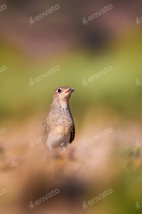 Preview: Cute Bird Collared Pratincole. Warm Colors Nature Background. Collared Pratincole / Glareola